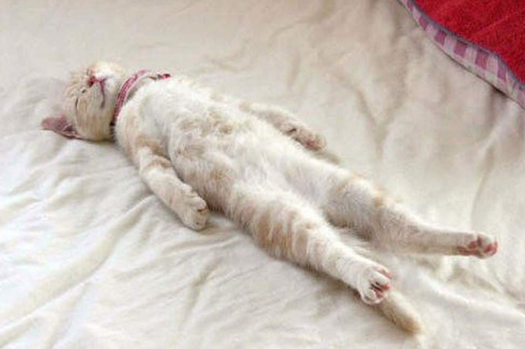 Кошка устала