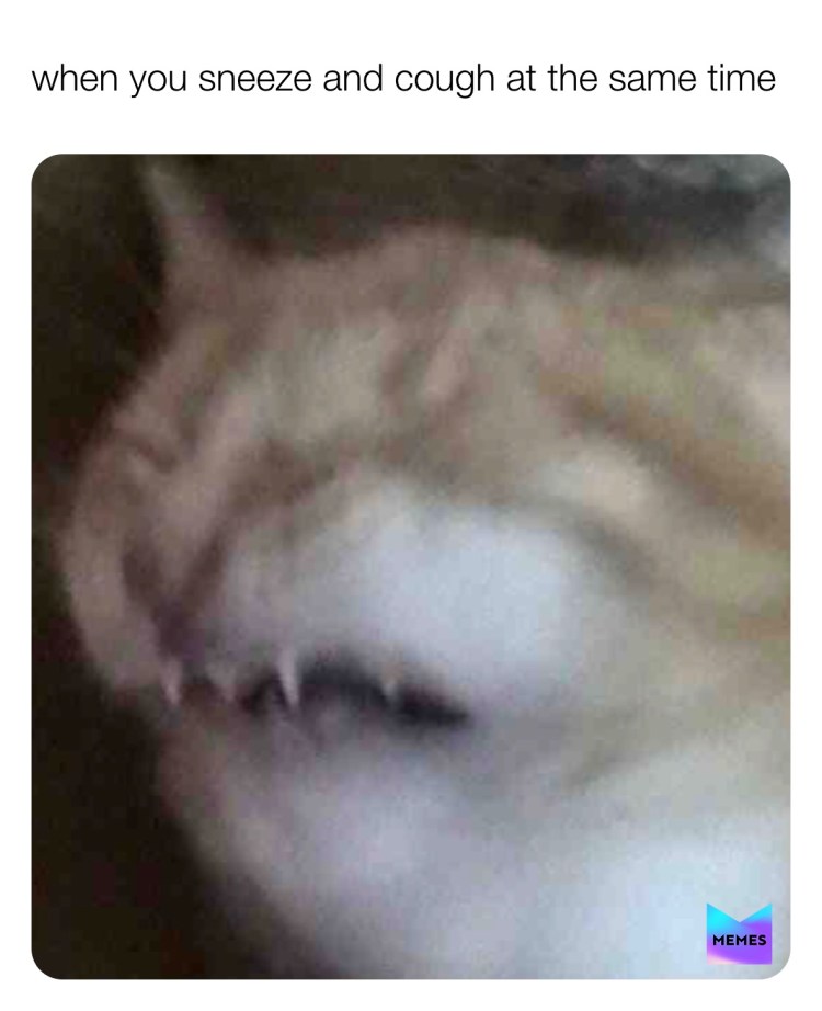 Кот распадается