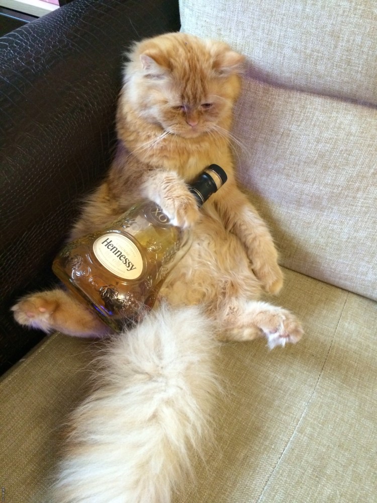 Кот и крыса Дружба