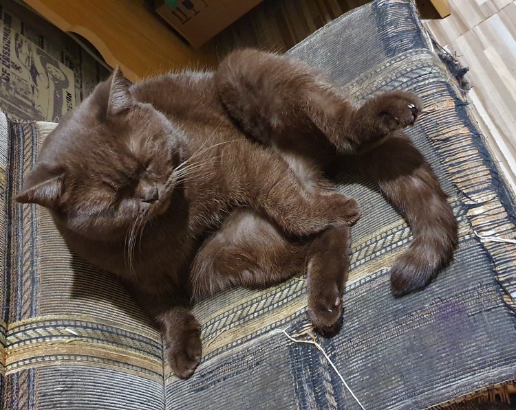 Два кота на кровати ты следующий