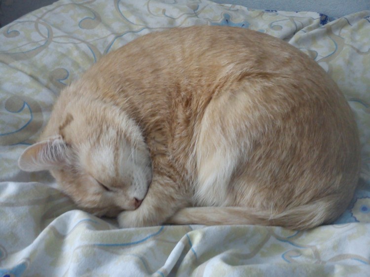 Кот лежит без сил