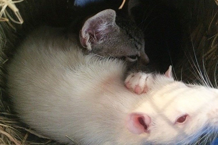 Кошечка устала