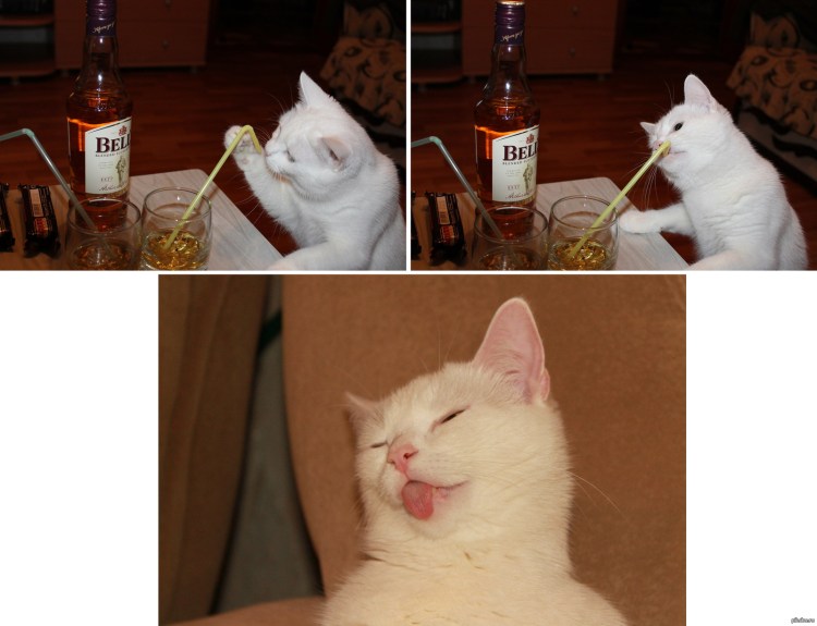 Кот Мем