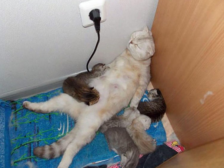 Котик с сигаретой