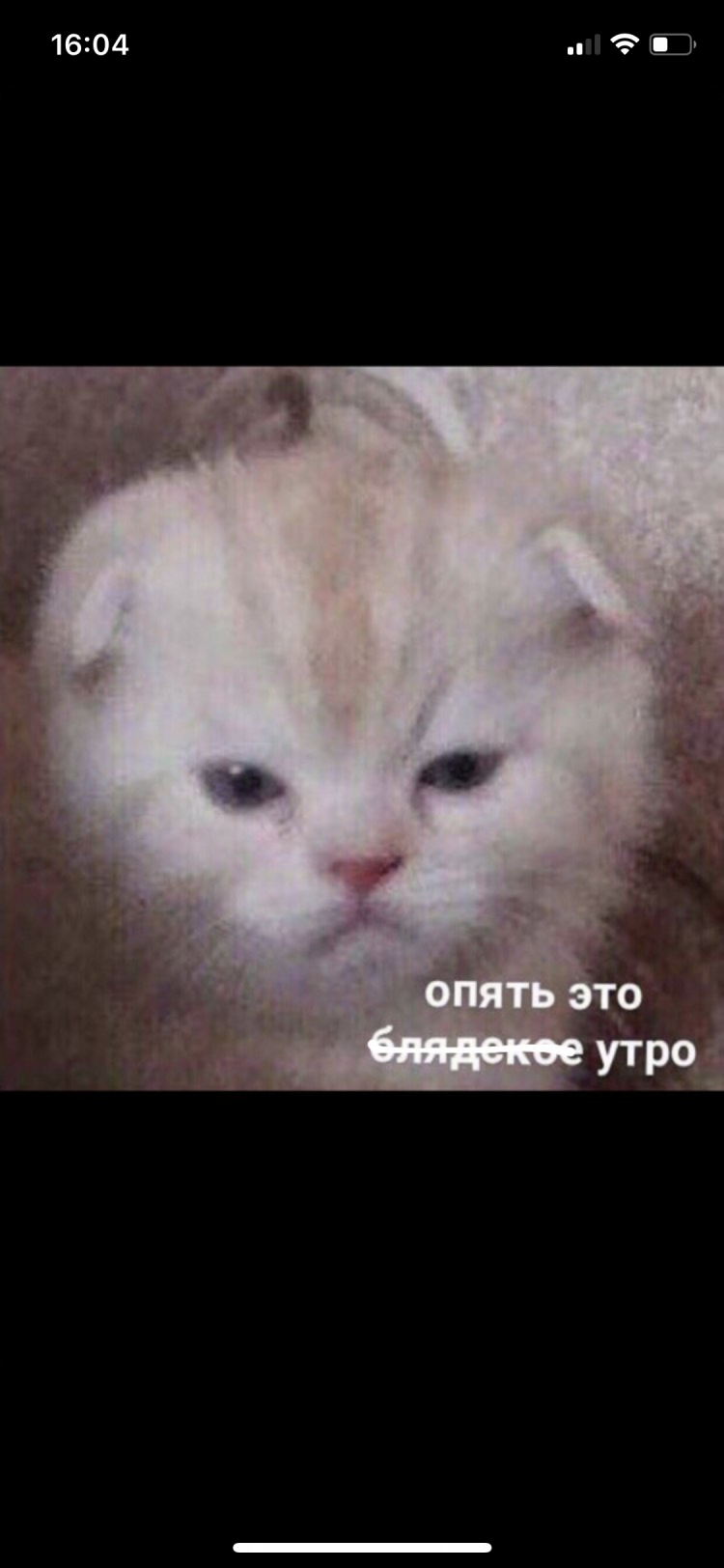 Котенок с двумя мордочками