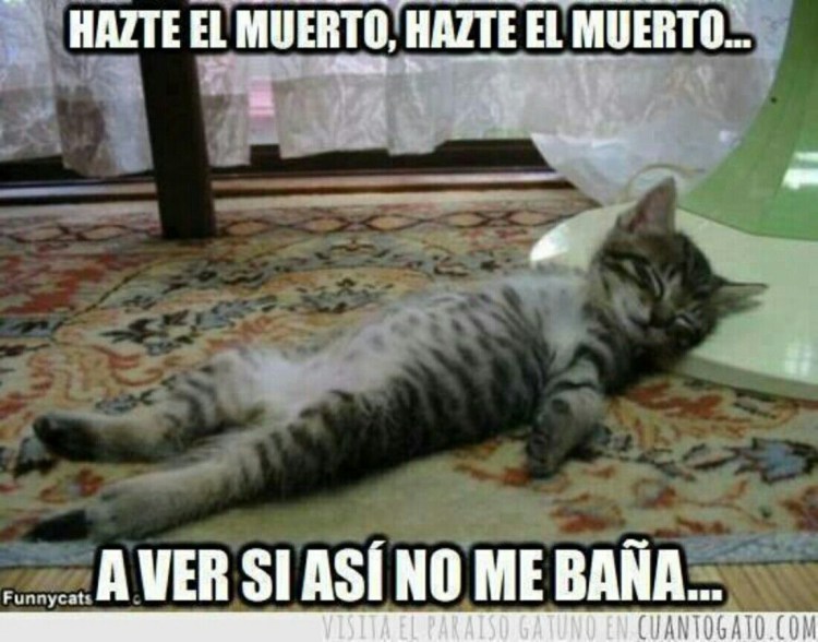 Кот спит мордой вниз