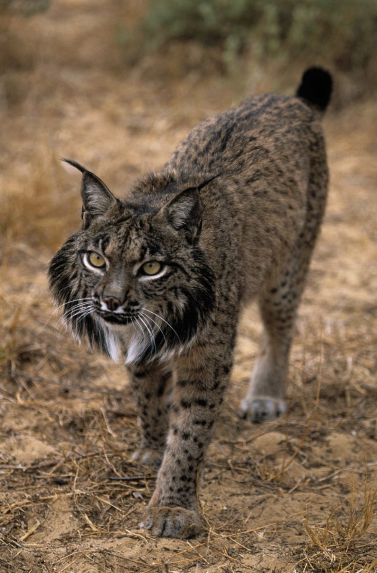 Рыжая Рысь меланист