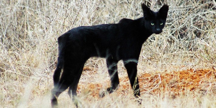 Черная Рысь фото