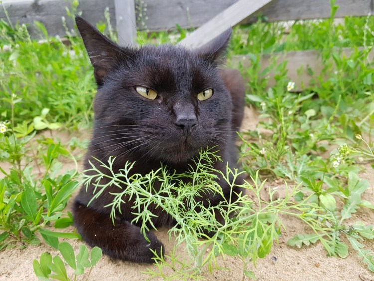 Камышовый кот меланист