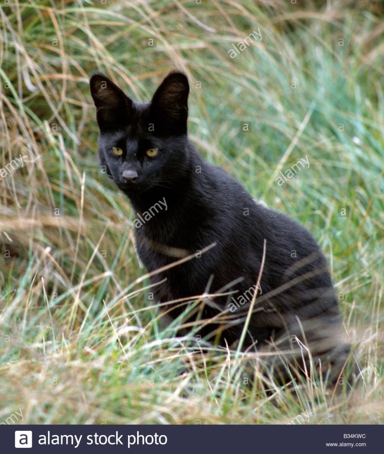 Камышовый кот черный