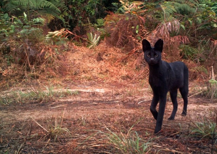 Пожилая пантера