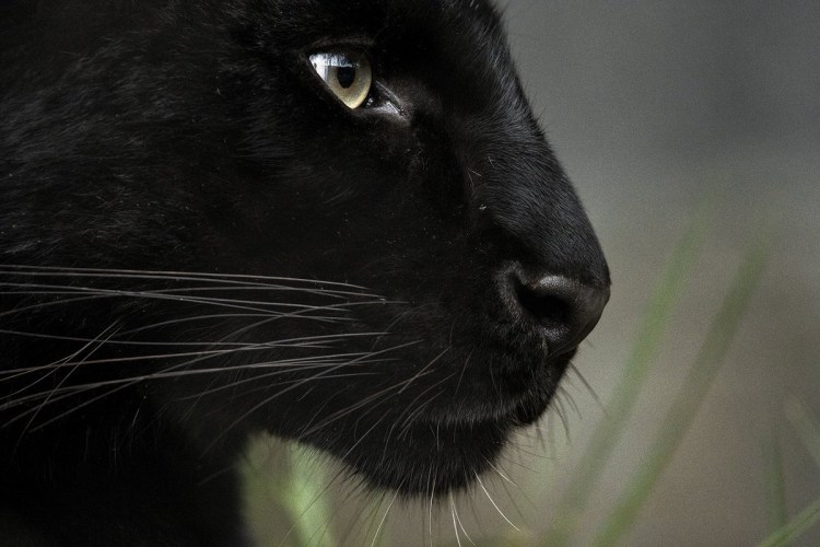 Черный каракал меланист