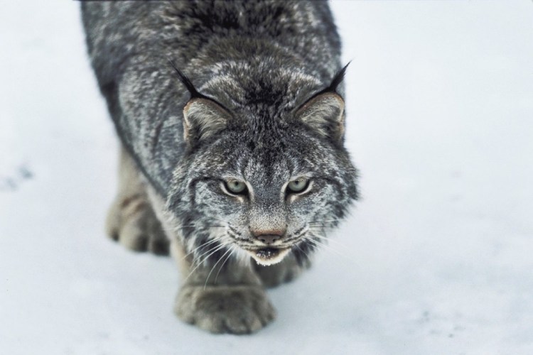 Черный каракал меланист