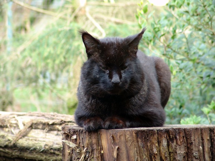 Камышовый кот меланист