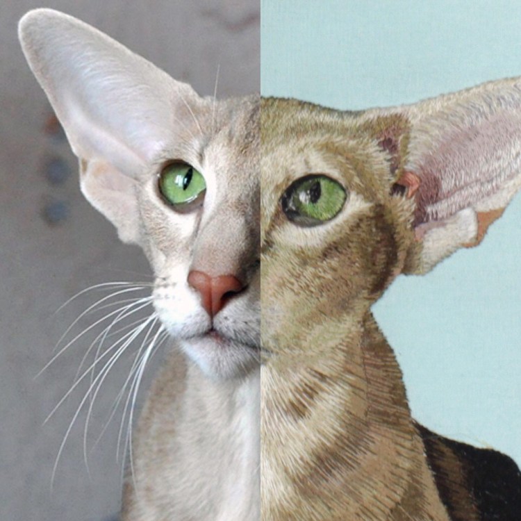 Корниш рекс грузин