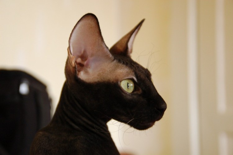 Ориентал Гавана Браун