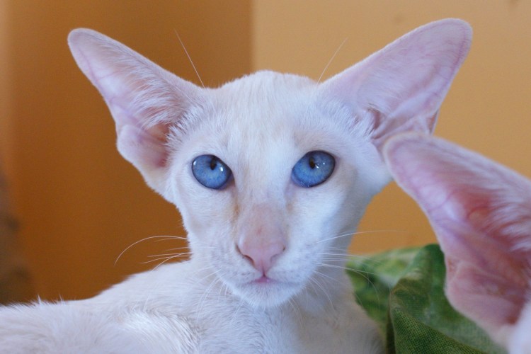 Корниш рекс