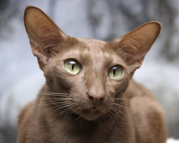 Порода Яванез