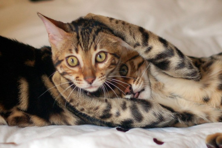 Бенгальский кот тойгер