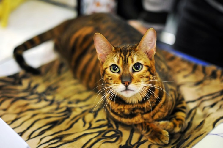 Бенгальская кошка Тайгер