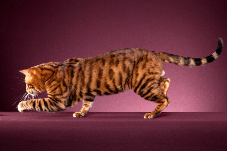 Порода тойгер