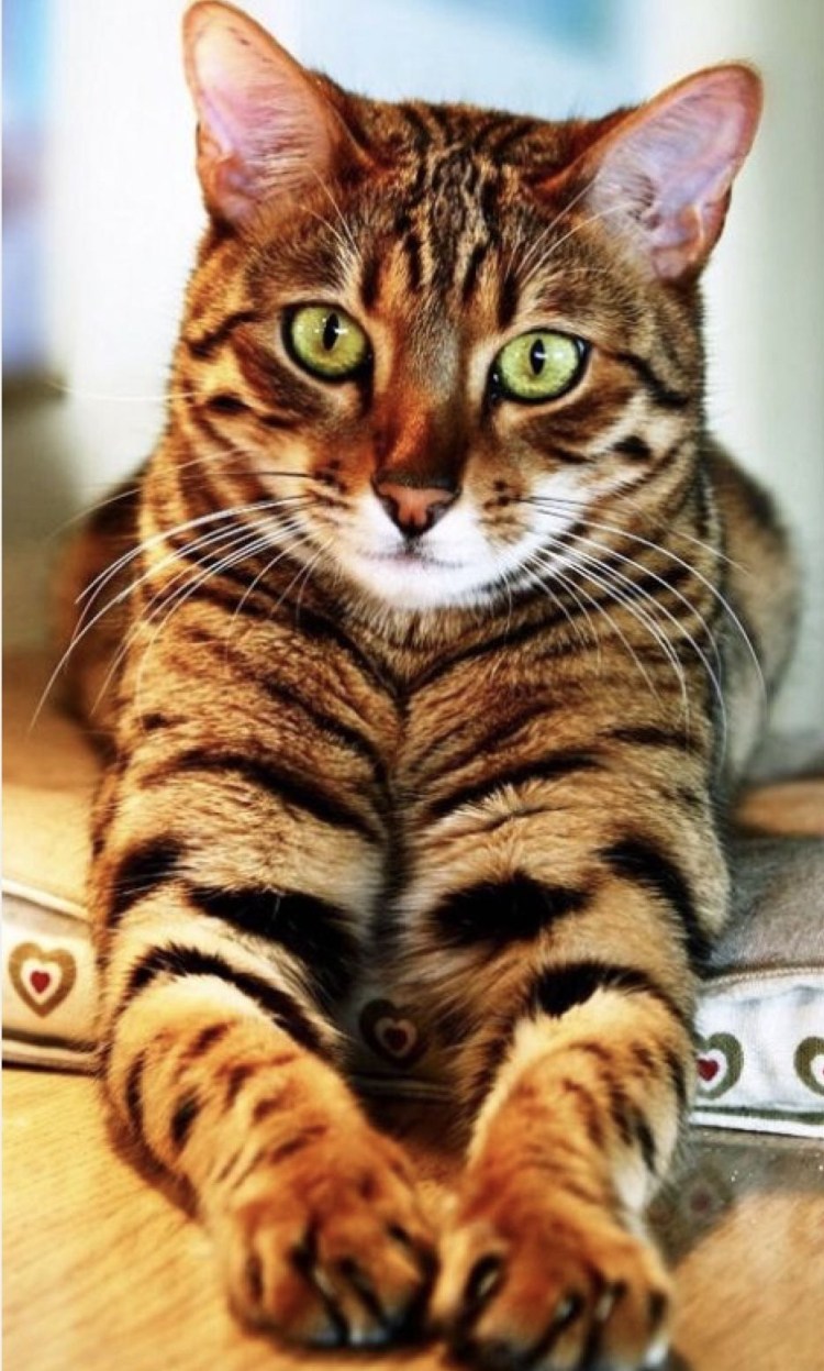 Цезарь кот тойгер