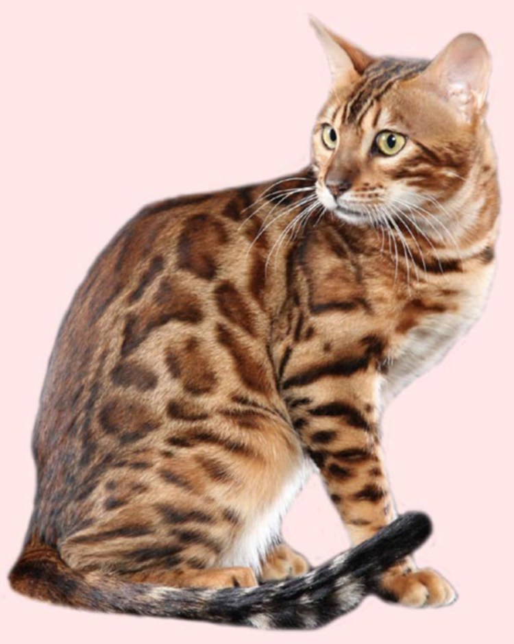 Порода тойгер