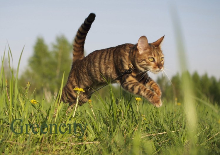 Тойгер котята