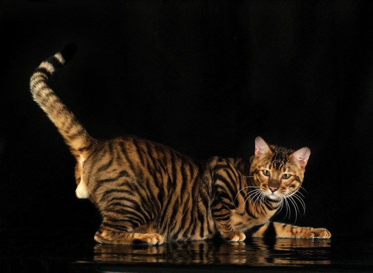 Бенгальская кошка тойгер