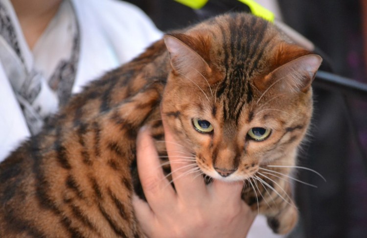 Порода тойгер