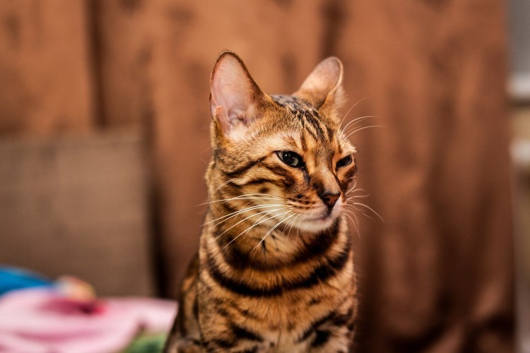 Порода тойгер