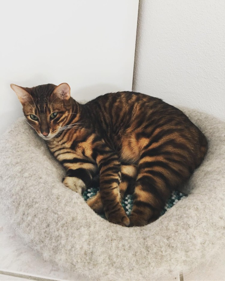 Тойгер и бенгал