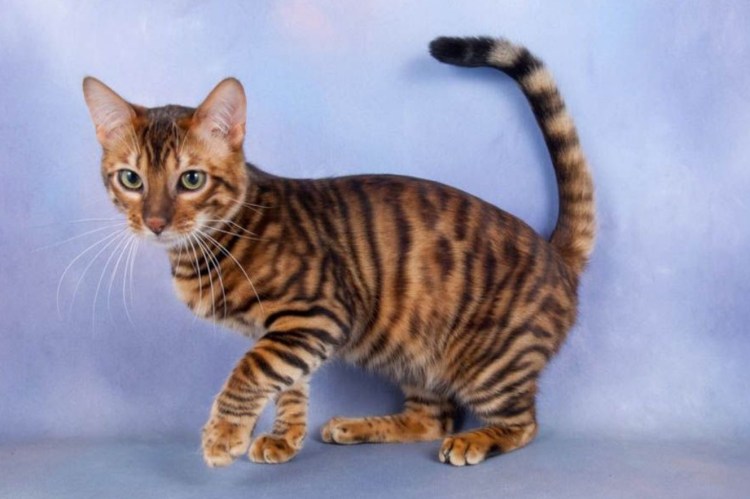 Коты породы тойгер