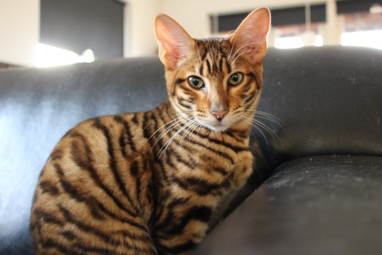 Порода тойгер