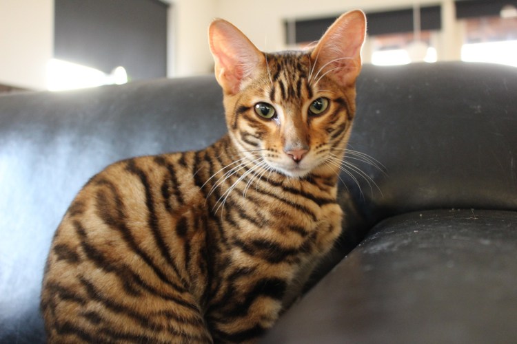 Котята тойгера 3-4 месятся