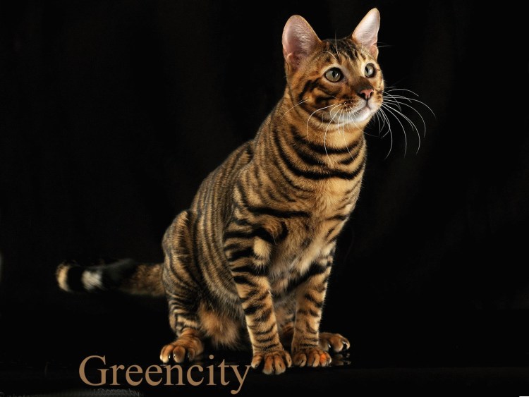 Тойгер бенгал кот большой