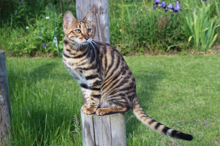 Порода тойгер