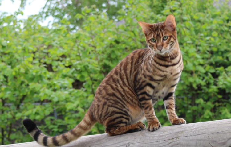 Порода тойгер