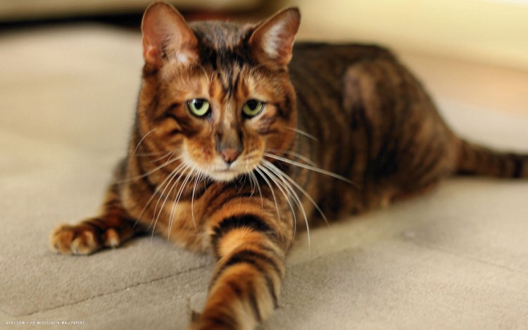 Тойгер кошка