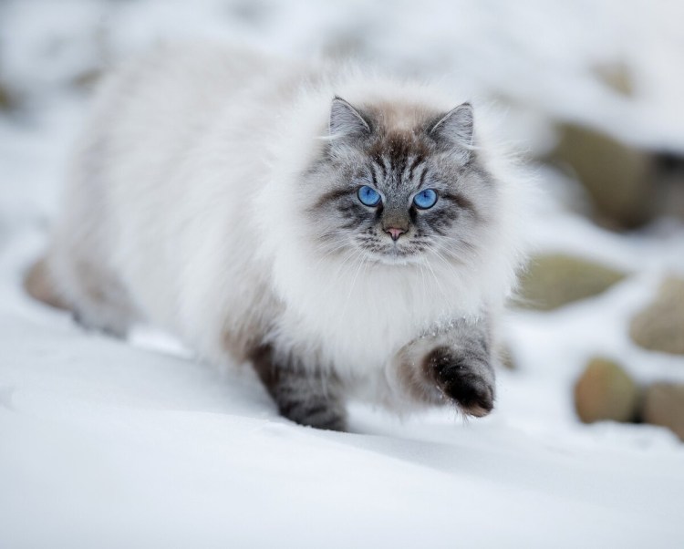 Кошка Сибирская голубая гладкошерстная