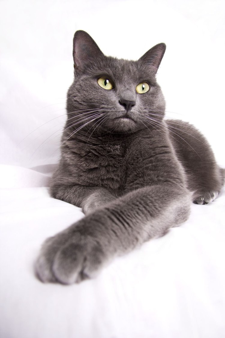 Нибелунг порода кошек цена