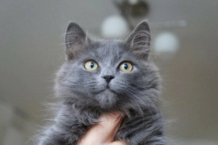 Сибирская голубая кошка