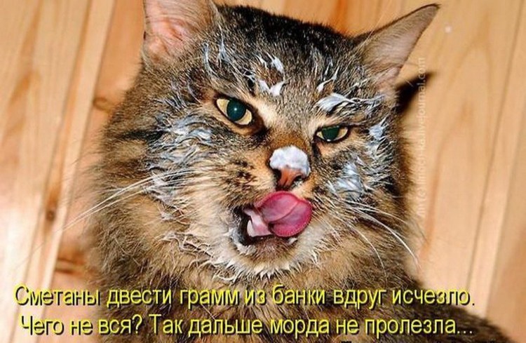 Кот в сметане