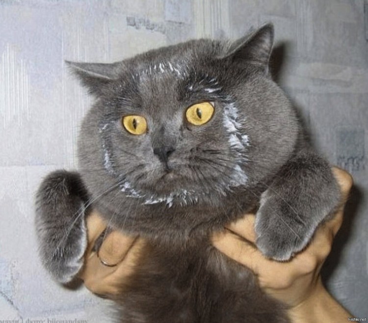 Кот думает что я его самка