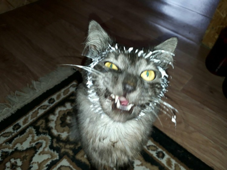 Кот испачкался в сметане