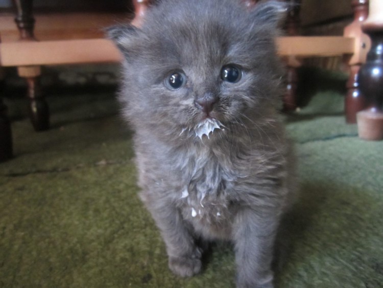 Котенок испачкался