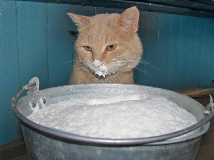 Смешные коты с молоком