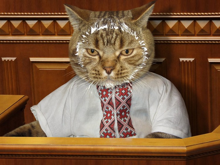 Кот депутат