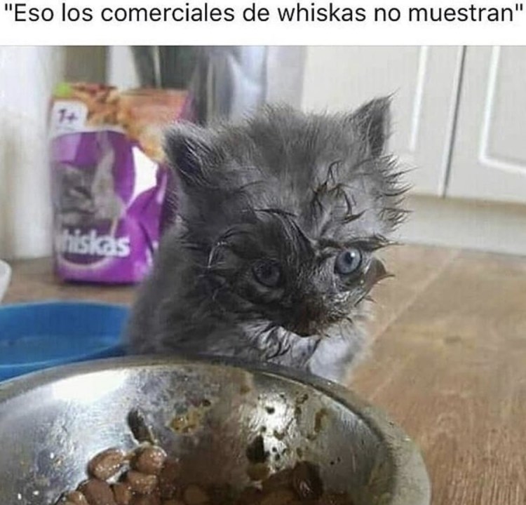 Кот стакан сметаны Мем