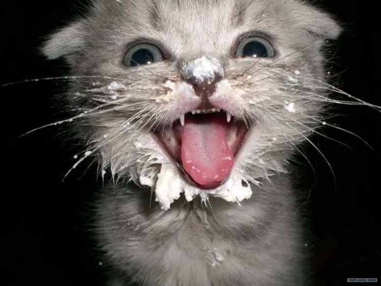 Кот в сметане